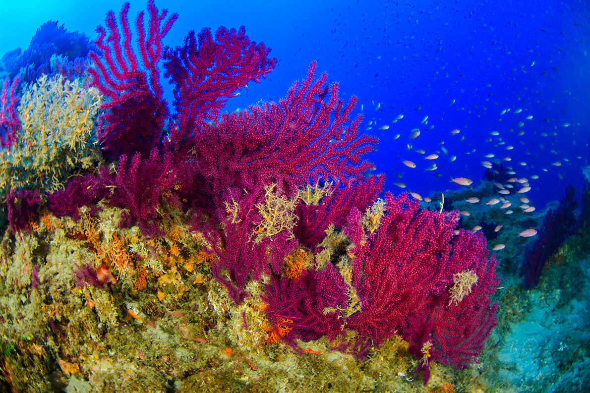 красные водоросли в красном море